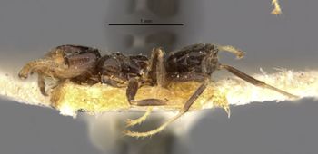 Media type: image;   Entomology 21336 Aspect: habitus lateral view